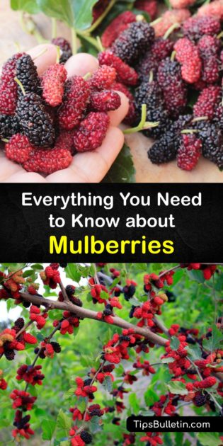 Mulberry Trees - Learn about Mulberry Care