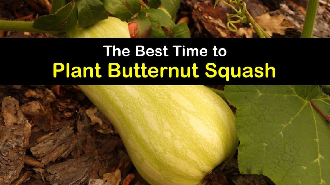 Time to Plant Butternut Squash - Fast Guide for Planting Butternut Squash