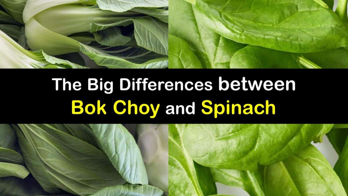 Are Bok Choy And Spinach Similar