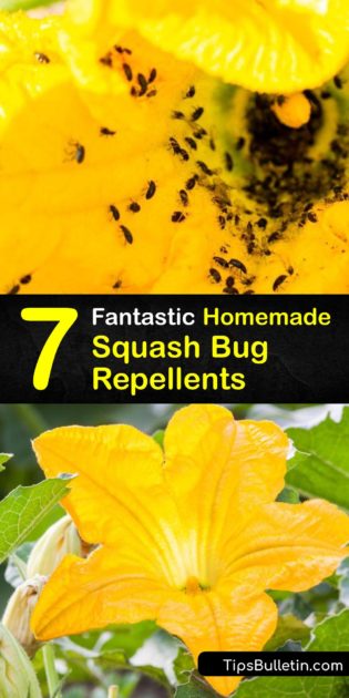 Homemade Squash Bug Repellent P1 315x630 