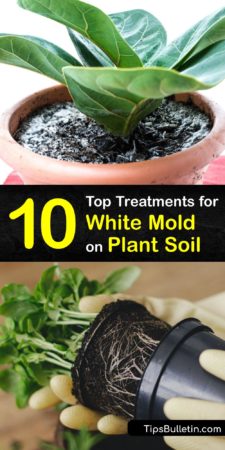 killing white mold on seedlings soil