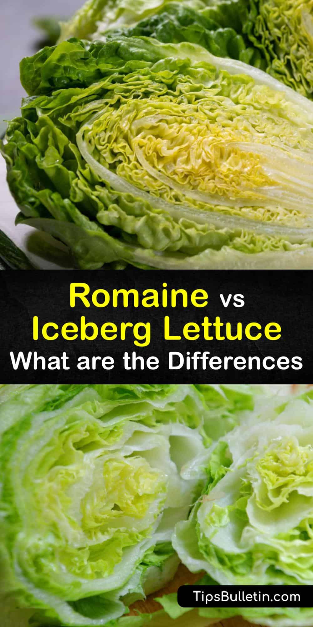 romaine vs iceberg salad