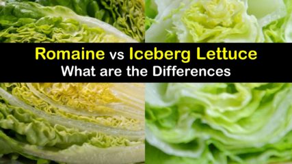 nutrition iceberg vs romaine