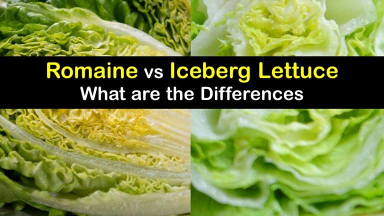 romaine vs iceberg lettuce in salad