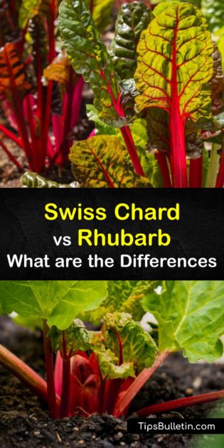 Differences between Swiss Chard and Rhubarb