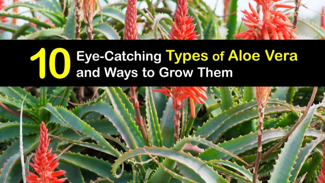 Aloe Vera Varieties Choosing Different Aloe Vera Types 1206