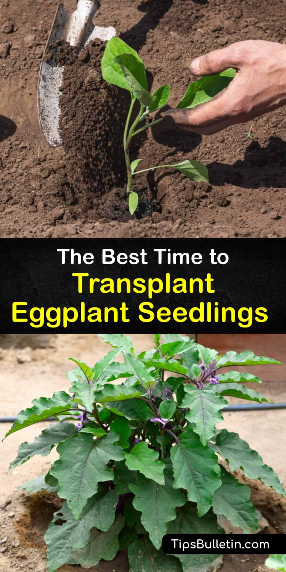 eggplant seed germination