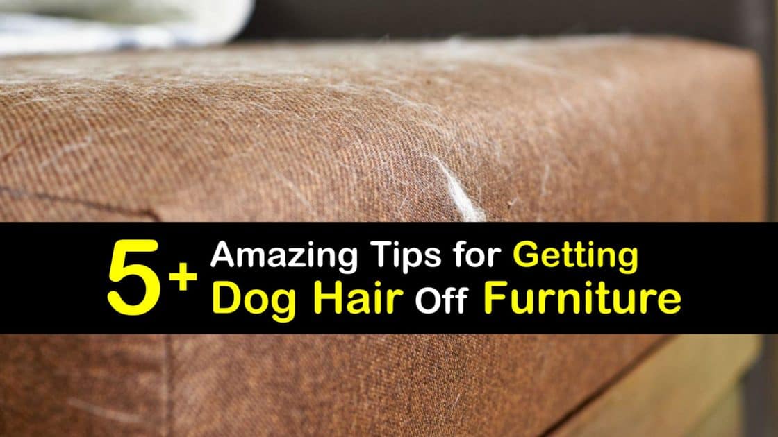 Get Dog Hair Off Furniture - Removing Dog Fur from Furniture