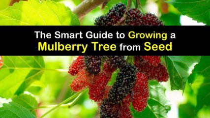 Grow Mulberry Trees from Seeds - Planting Mulberry Seeds