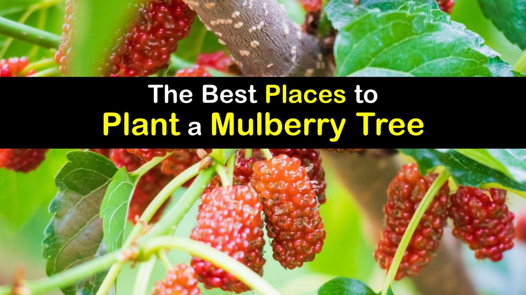 Ideal Mulberry Tree Planting Location