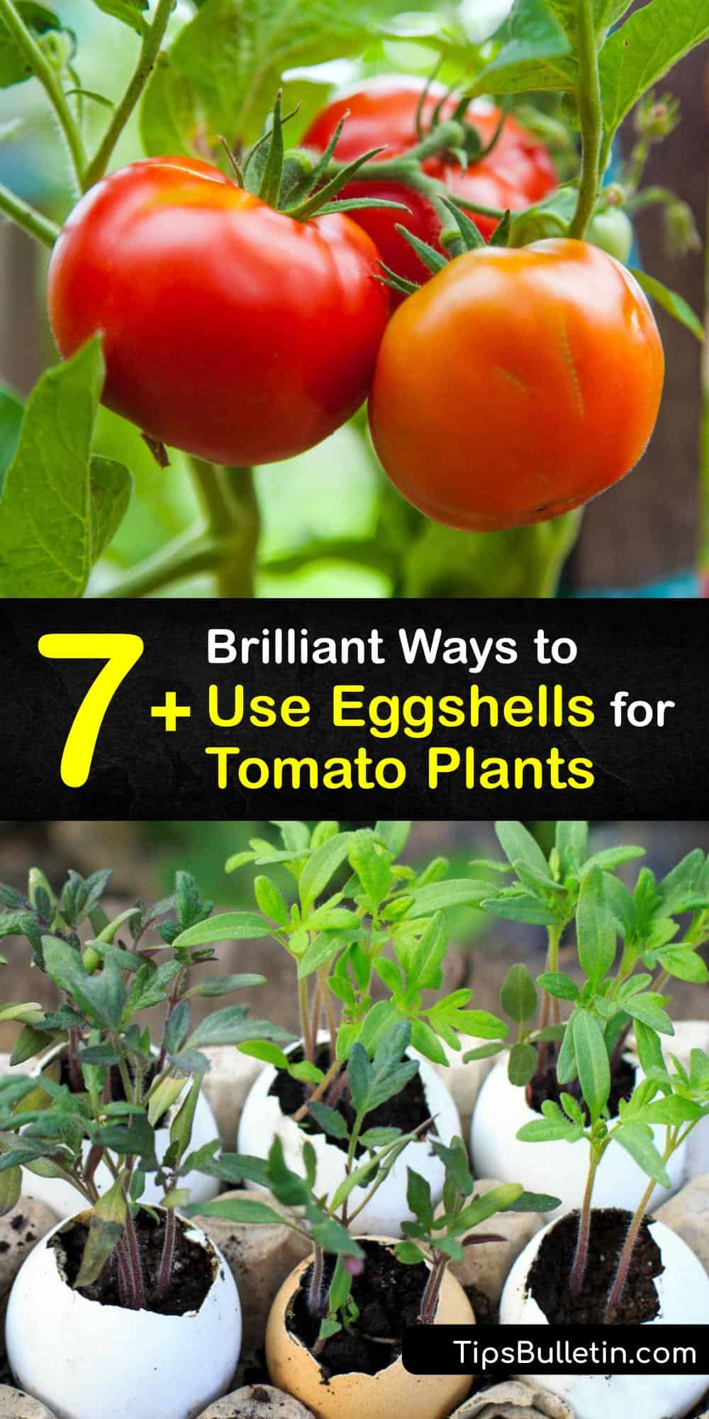 Eggshells For Tomato Plants P1 