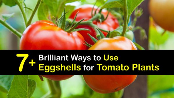 Eggshells For Tomato Plants T1 600x338 