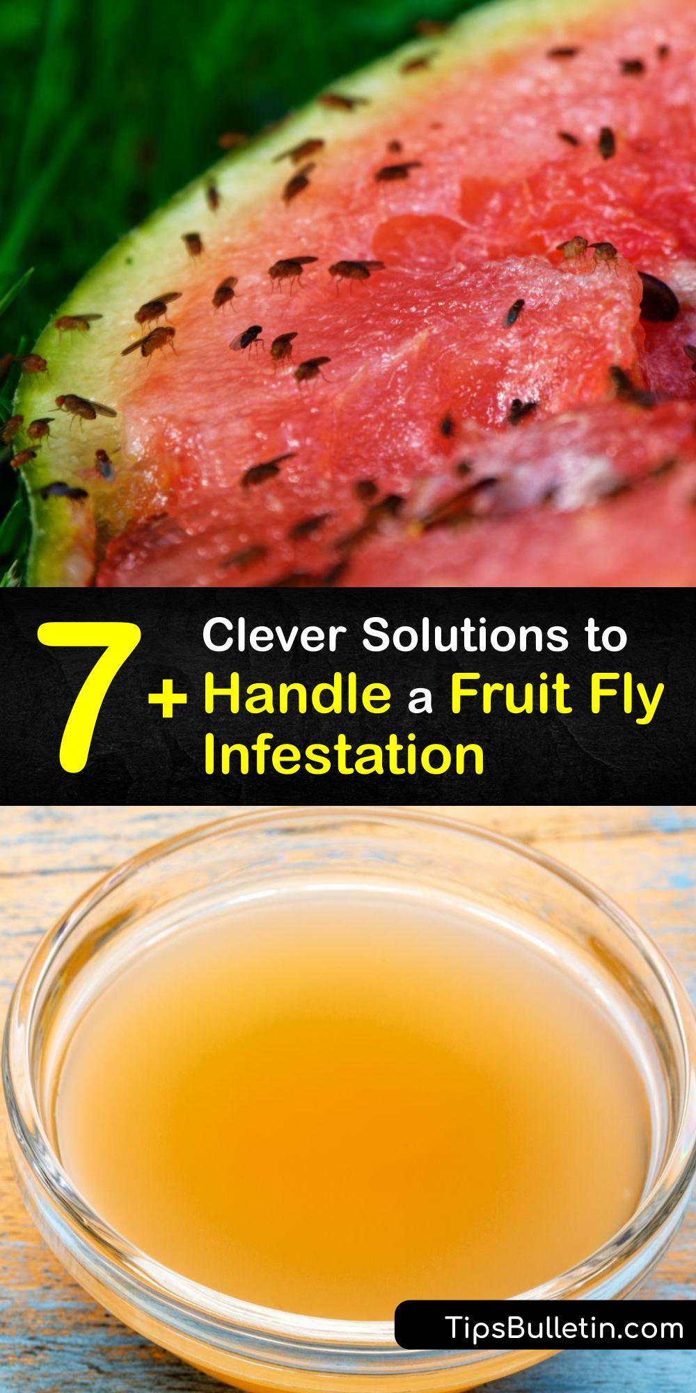 How To Get Rid Of A Fruit Fly Infestation P1 