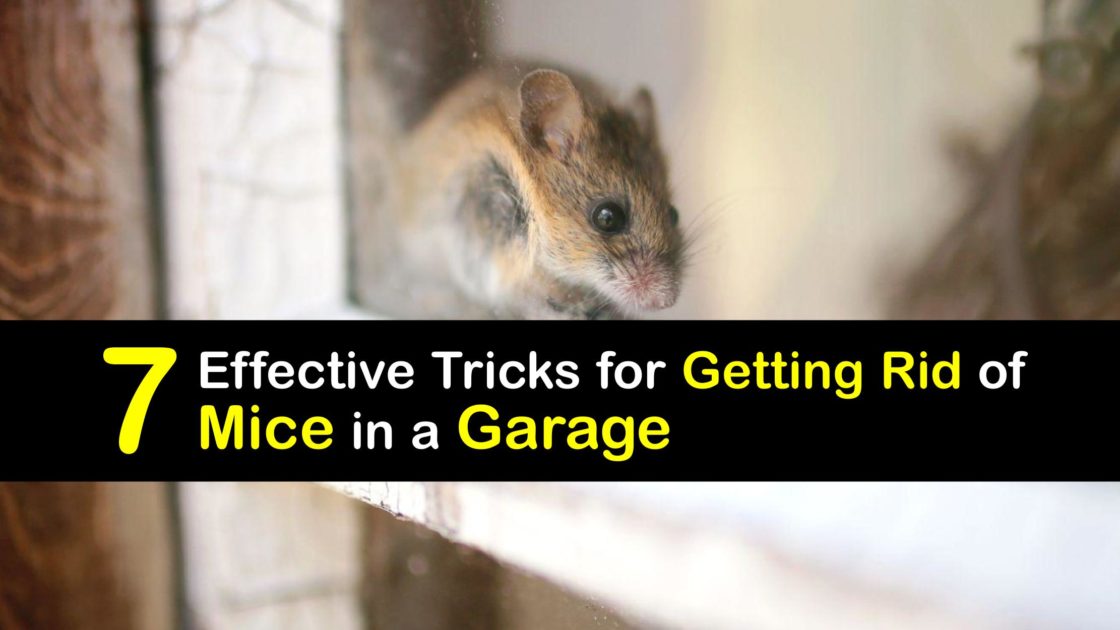 How To Get Rid Of Mice In The Garage T1 1120x630 