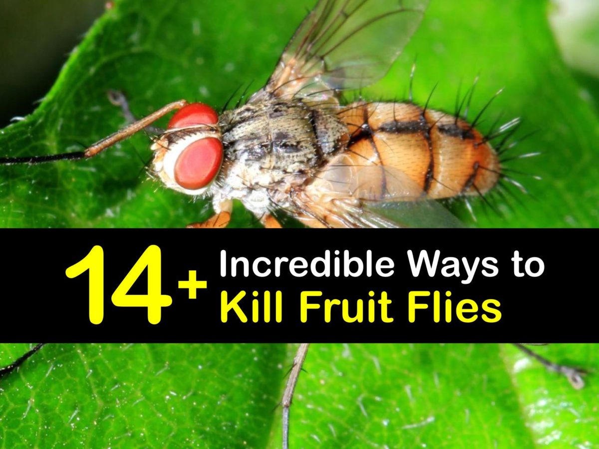 https://www.tipsbulletin.com/wp-content/uploads/2022/07/how-to-kill-fruit-flies-t1-1200x900-cropped.jpg