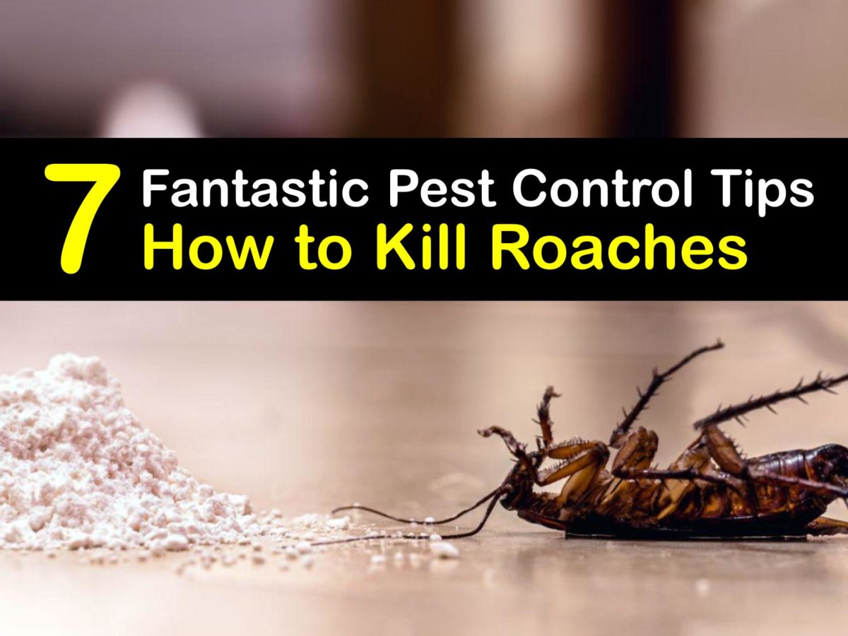 How To Kill Roaches T1 1200x900 Cropped 