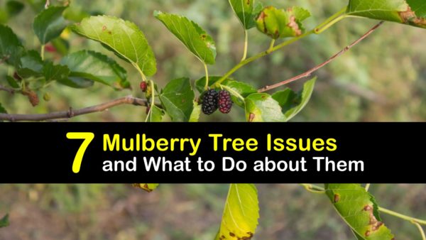 Mulberry Tree Problems - Diseases that Damage Mulberry Trees