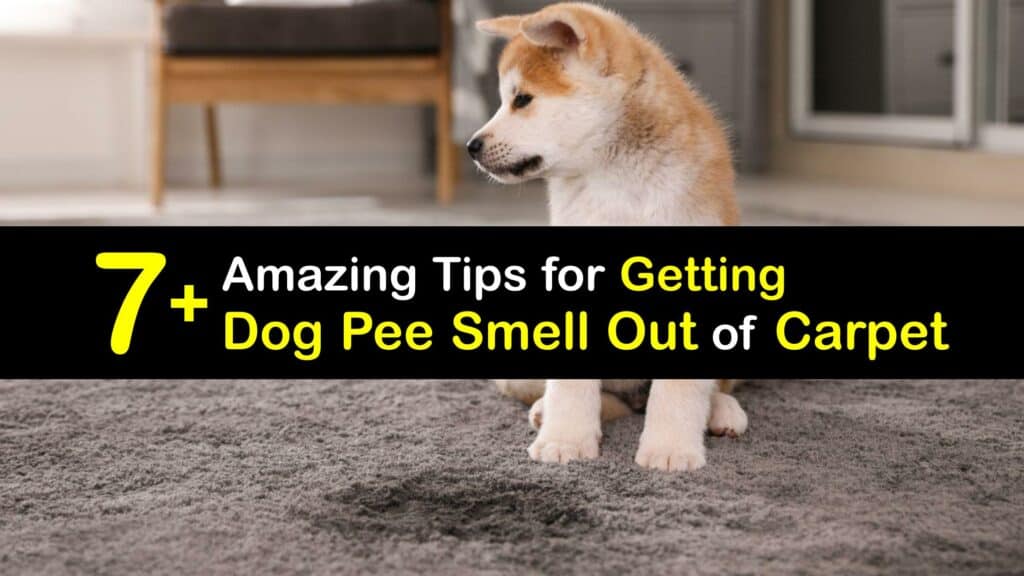 how do you get the dog pee smell out of carpet