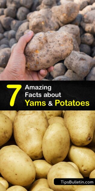Are Yams and Potatoes the Same - Yam and Potato Differences