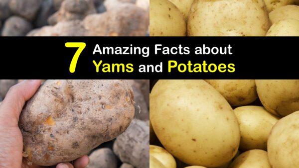Are Yams and Potatoes the Same - Yam and Potato Differences