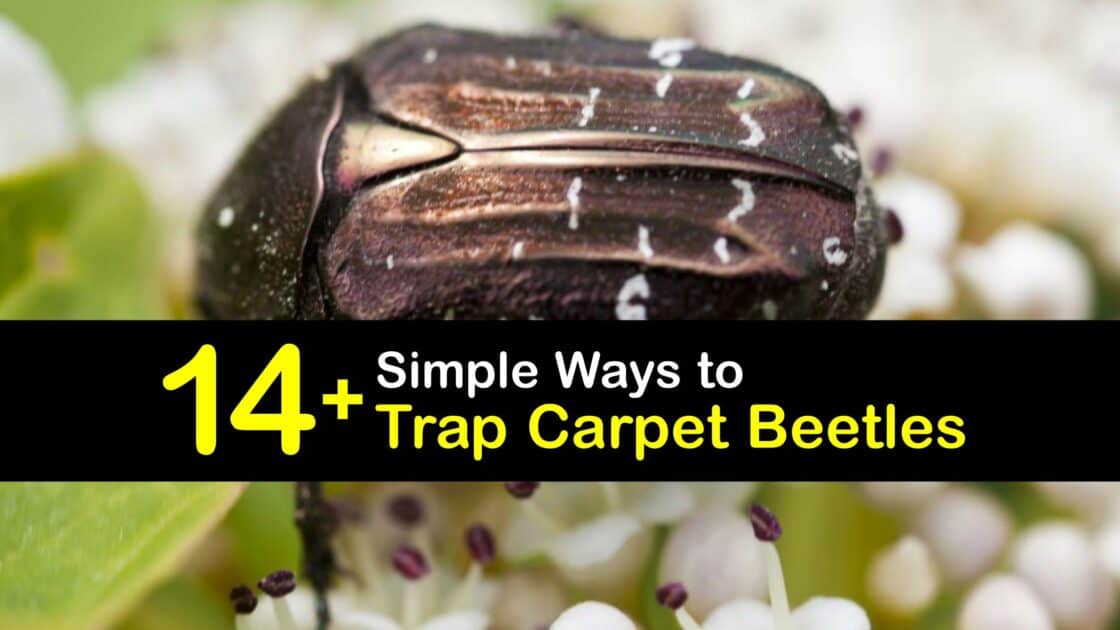 14+ Simple Ways to Trap Carpet Beetles