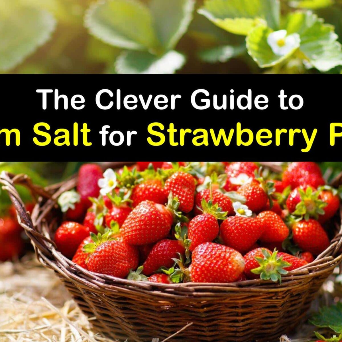 does Epsom salt make strawberries sweeter?