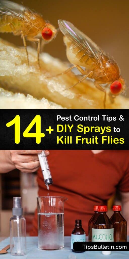 https://www.tipsbulletin.com/wp-content/uploads/2022/08/homemade-spray-to-kill-fruit-flies-p1-512x1024.jpg