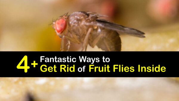 GoogleDrive How To Get Rid Of Fruit Flies Inside T1 600x338 