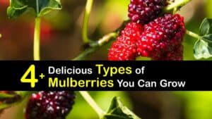 Common Types of Mulberries - Incredible Mulberry Plants