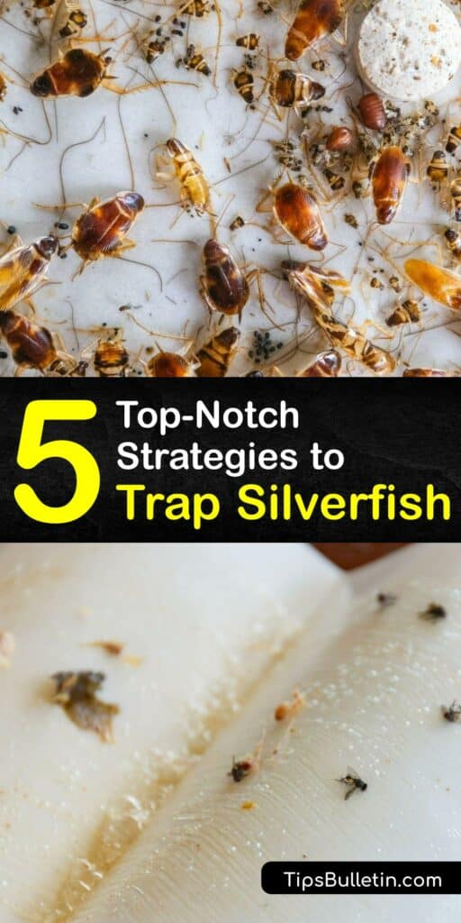 How to Make a Silverfish Trap - Homemade - DIY - Simple to Make - Uses  Everyday Items 