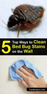 GoogleDrive How To Clean Bed Bug Stains On Wall P1 150x300 