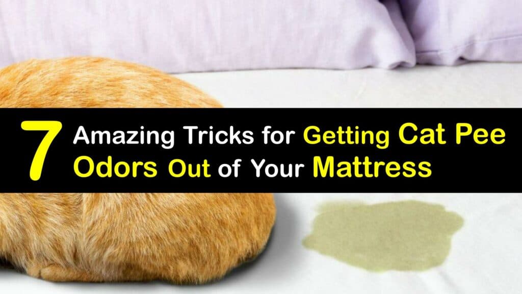 pee smell out of bed mattress