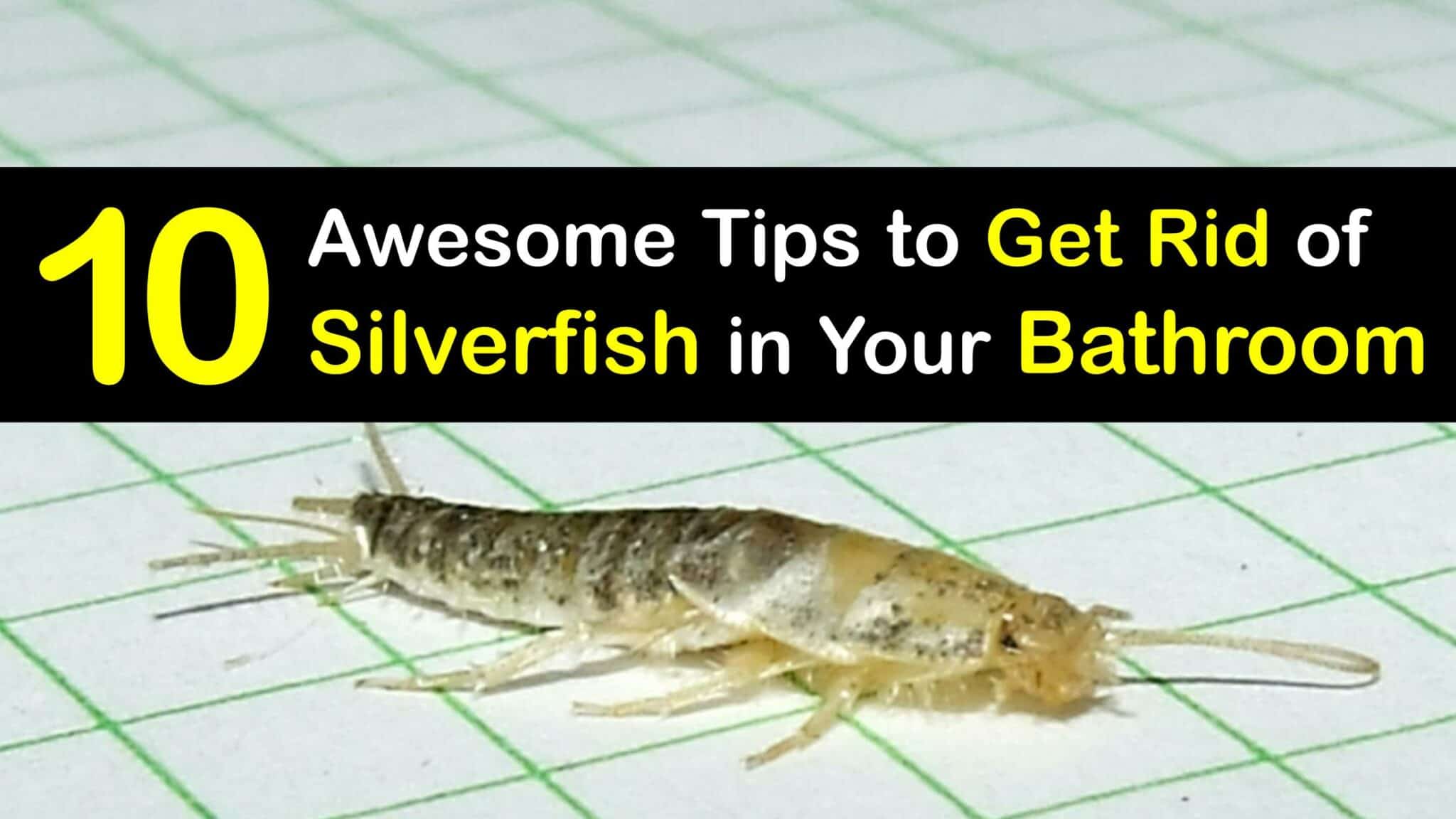 GoogleDrive How To Get Rid Of Silverfish In The Bathroom T1 2048x1152 
