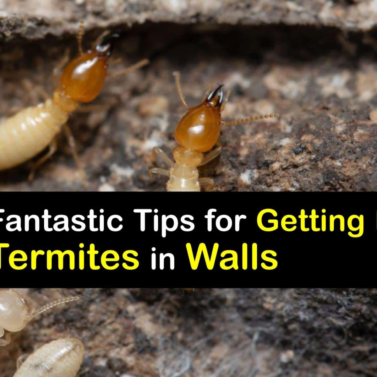 BREDA “Bug Bites” — Termite Facts For GA Homeowners | Breda Pest Management