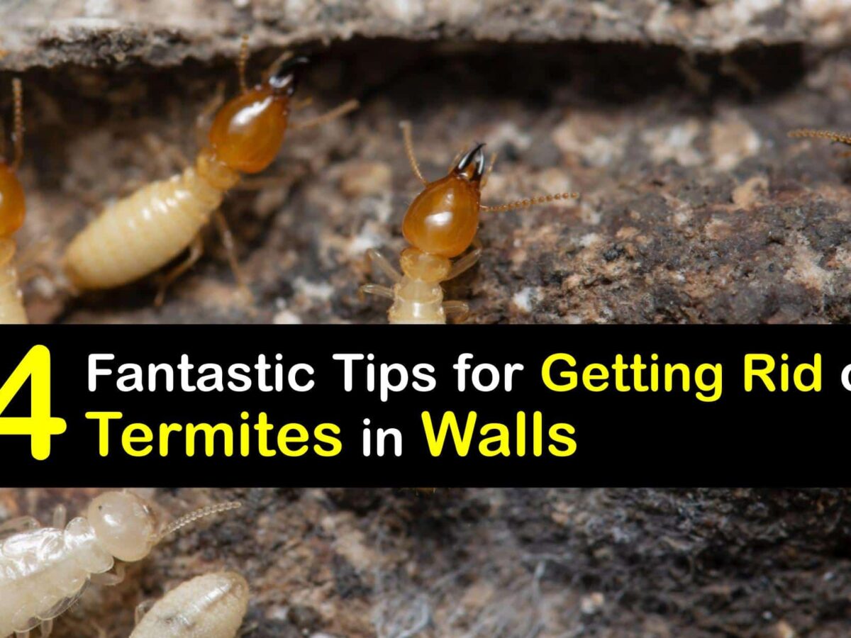 Termite Images – Browse 27,719 Stock Photos, Vectors, and Video | Adobe  Stock