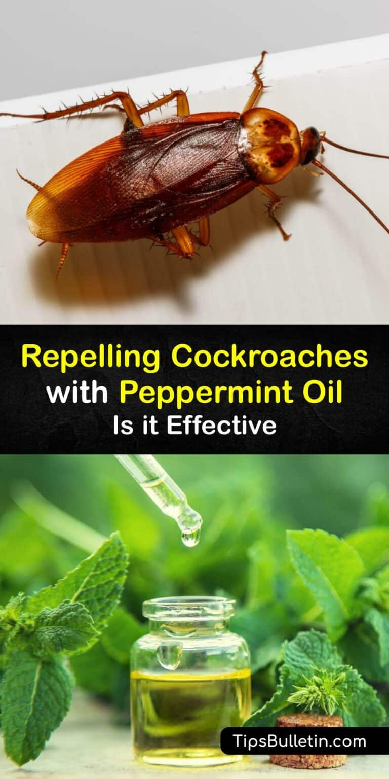does peppermint oil repel roaches
