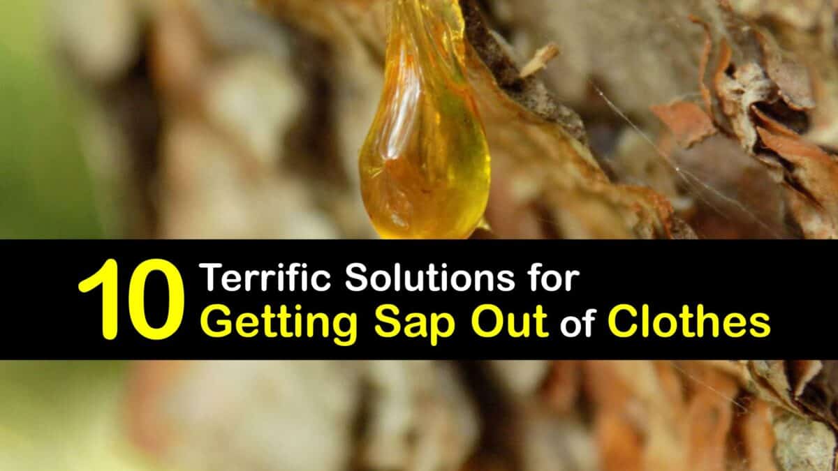7 Get Sap Out Of Clothes ideas  sap, remove tree sap, cleaning hacks