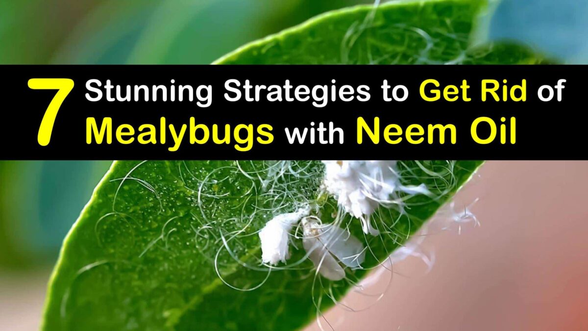 GoogleDrive How To Use Neem Oil For Mealybugs T 1200x675 Cropped 