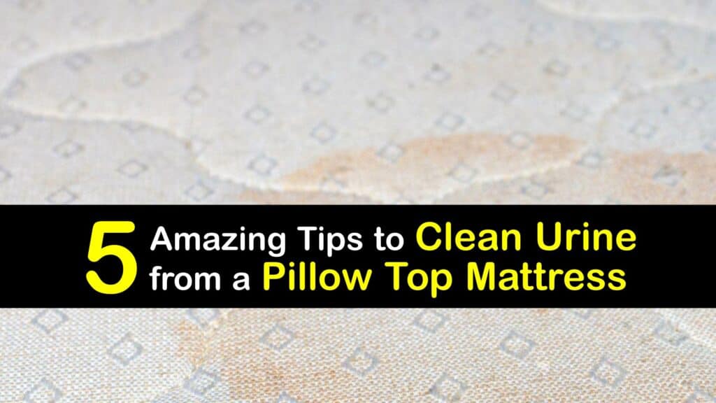 removing urine from a pillow top mattress