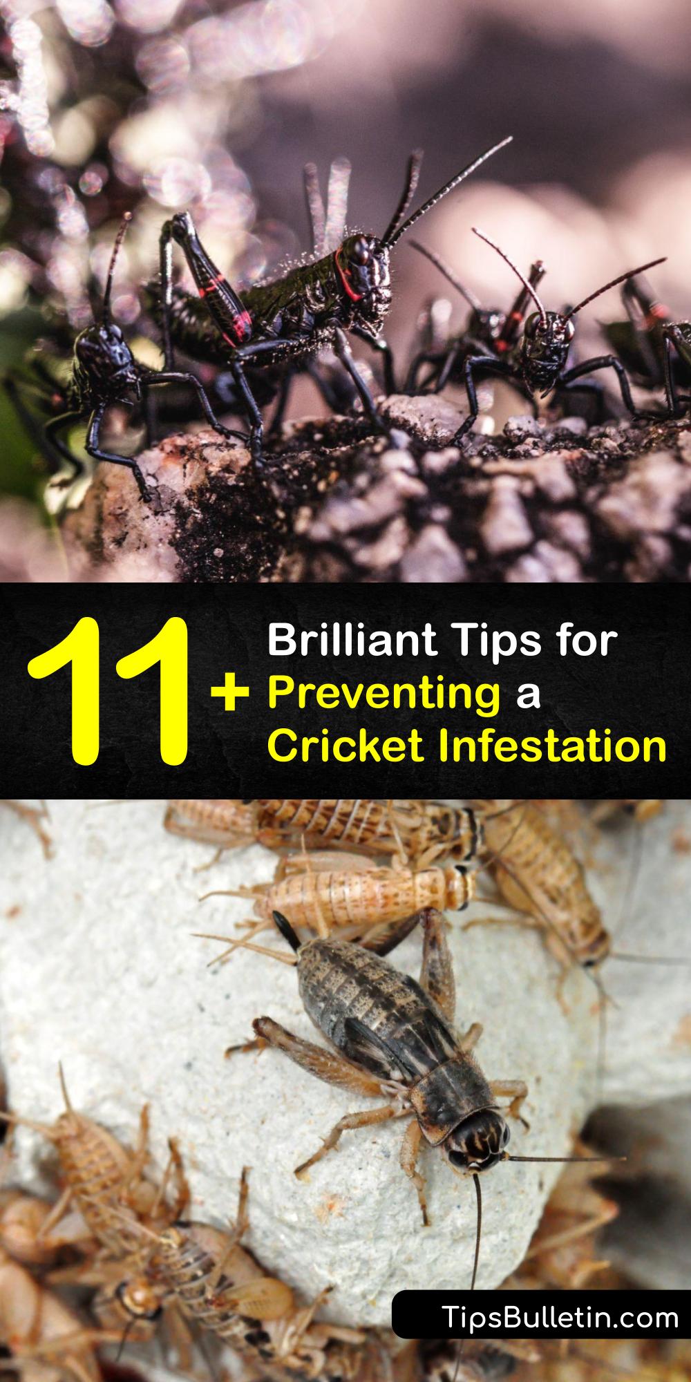 Eliminate a Cricket Problem How to Handle a Cricket Infestation