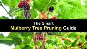 Pruning Mulberry Trees - How to Trim Your Mulberry Bush